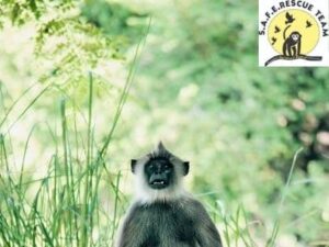 Read more about the article Cutouts of langurs to drive away monkeys in Covid Care Center