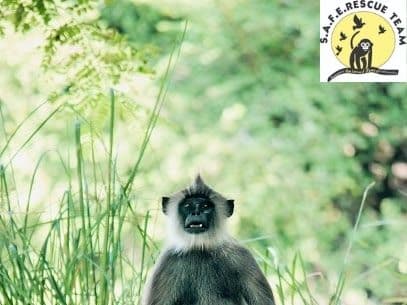 You are currently viewing Cutouts of langurs to drive away monkeys in Covid Care Center